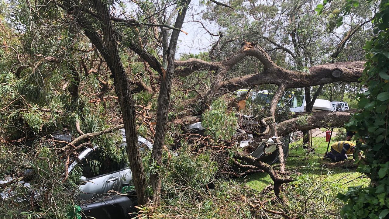 A tree has fallen on a car and a caravan in Arnhem Rd, Allambie Heights. Picture: Jim O'Rourke.