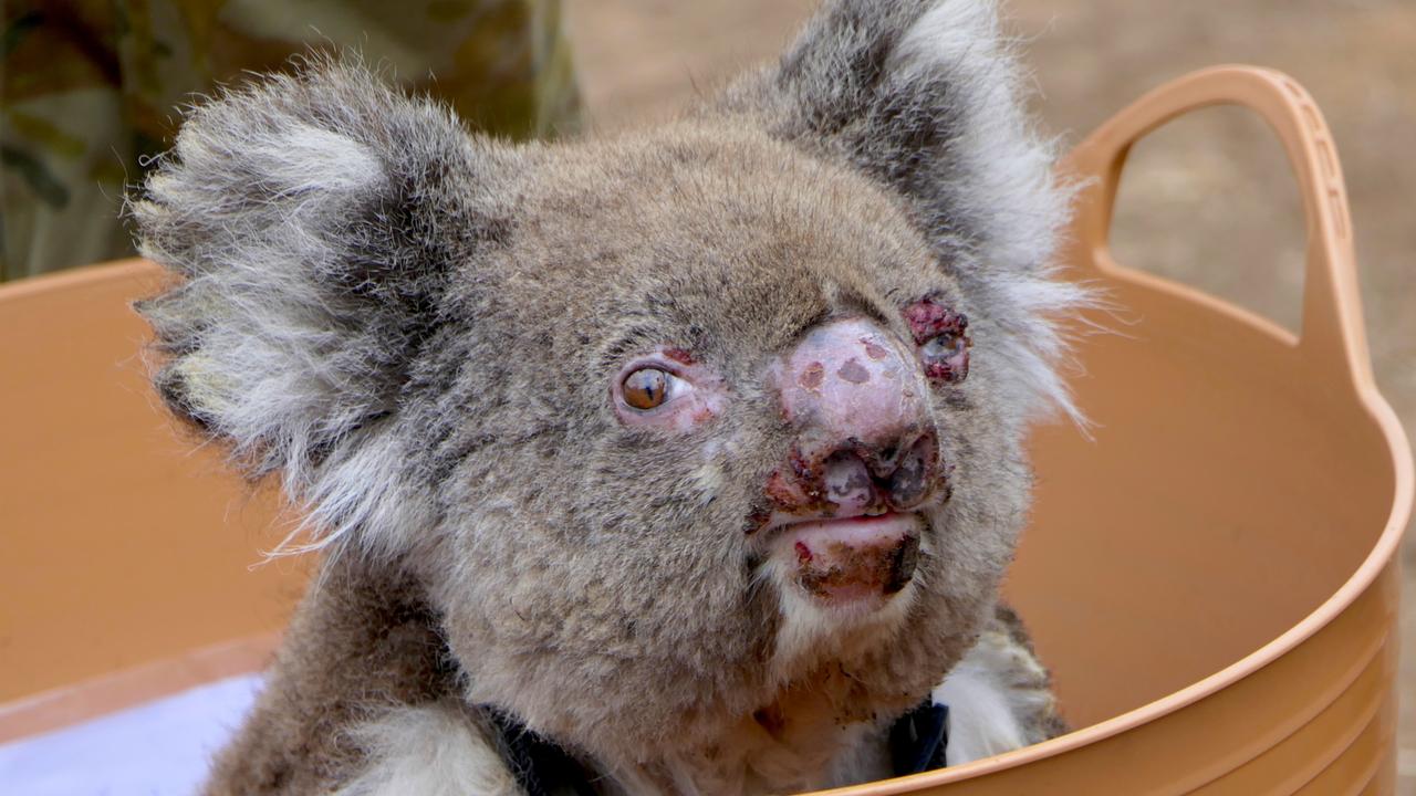 An injured koala on Kangaroo Island. Picture: Max Uechtritz. Source: Channel 7