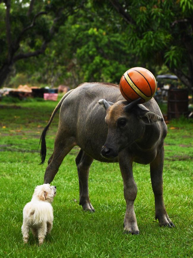 Bunjee the buffalo is convinced he’s a dog after growing up around three pups in Howard Springs. Picture: Che Chorley