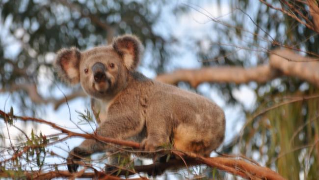 There has been a community meeting to discuss the impact on residents and wildlife in the area. This is one of the koalas that used to live in the Mt Gravatt East bushland.