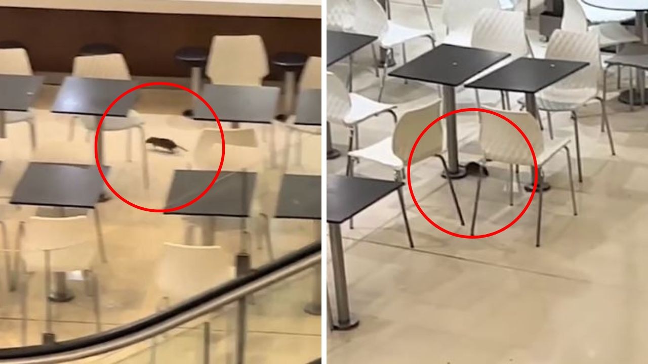 Huge ‘family of rats’ invade Aussie food court