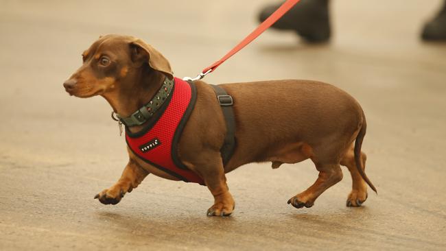 A dachshund was among the evacuees at Mallacoota. Picture: David Caird