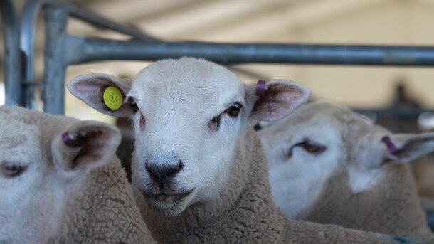 Huge result: Lambpro stud sale broke a result record after making almost $4 million.