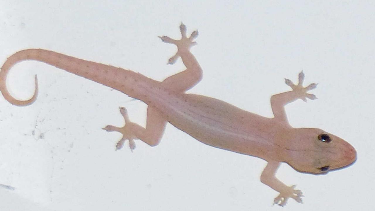 Asian house gecko, the world’s most invasive lizard species, are endemic in Queensland, the Northern Territory and parts of WA. Picture: Tony Bailey.