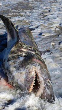 Frozen shark found on Cape Cod beach during arctic blast