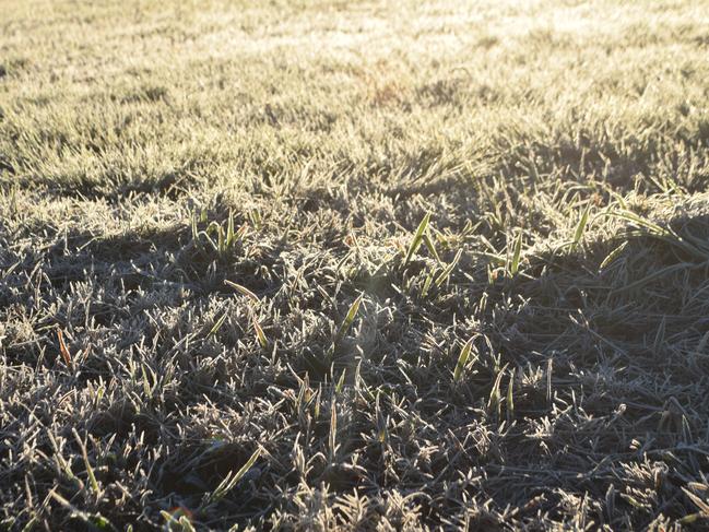 Frosty grass