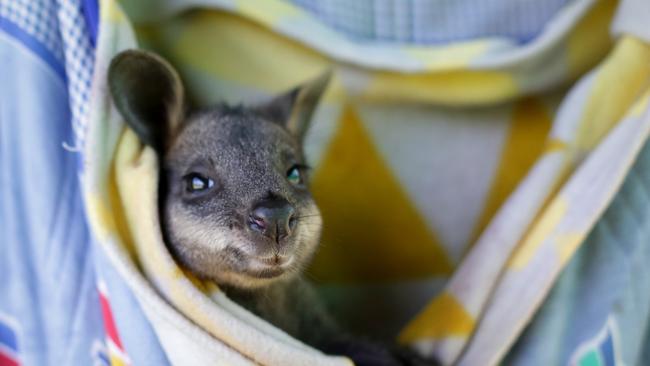 This four-month-old swamp wallaby joey, Sammy, is cared for by Sara Tilling and Gary Henderson, on their property outside of Cobargo. Picture: Liam Driver