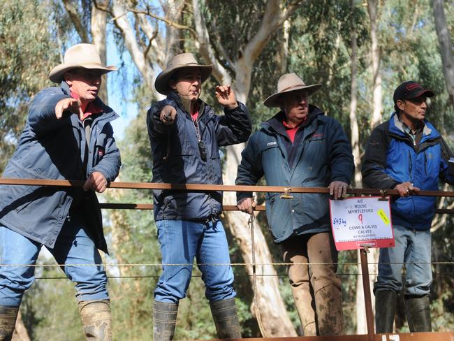 Locals underpinned the sale, pushing prices to $2300 for cows and calves, to 431c/kg for Angus steers and up to 319c/kg for Angus heifers at the Myrtleford store sale. Picture: Fiona Myers