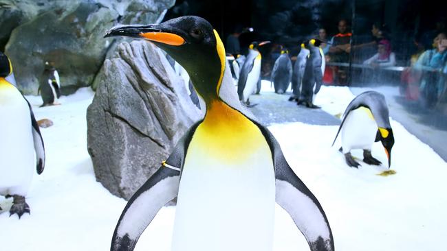 Get up close with the penguins at Sea World Experience. Photo: David Clark