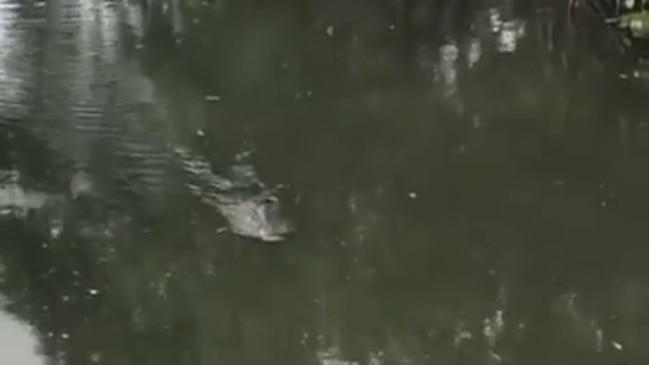 Saltwater Crocodile Spotted At Ross And Locke On Mulgrave River Has 