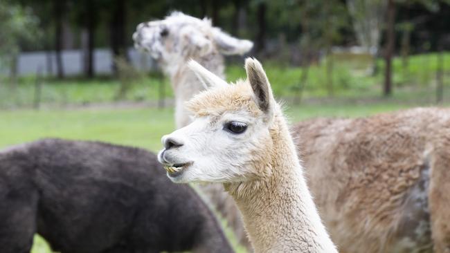 Blondie the Alpacca. (AAP Image/Renae Droop)