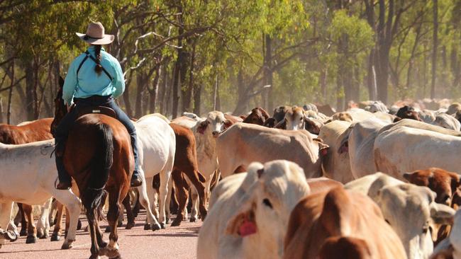 Stock routes through Central Highlands, Winton and Banana Shires will be upgraded as part of a million dollar investment focusing on Queensland‘s vital 72,000 km stock route network. Picture: Trudy Brown (file)