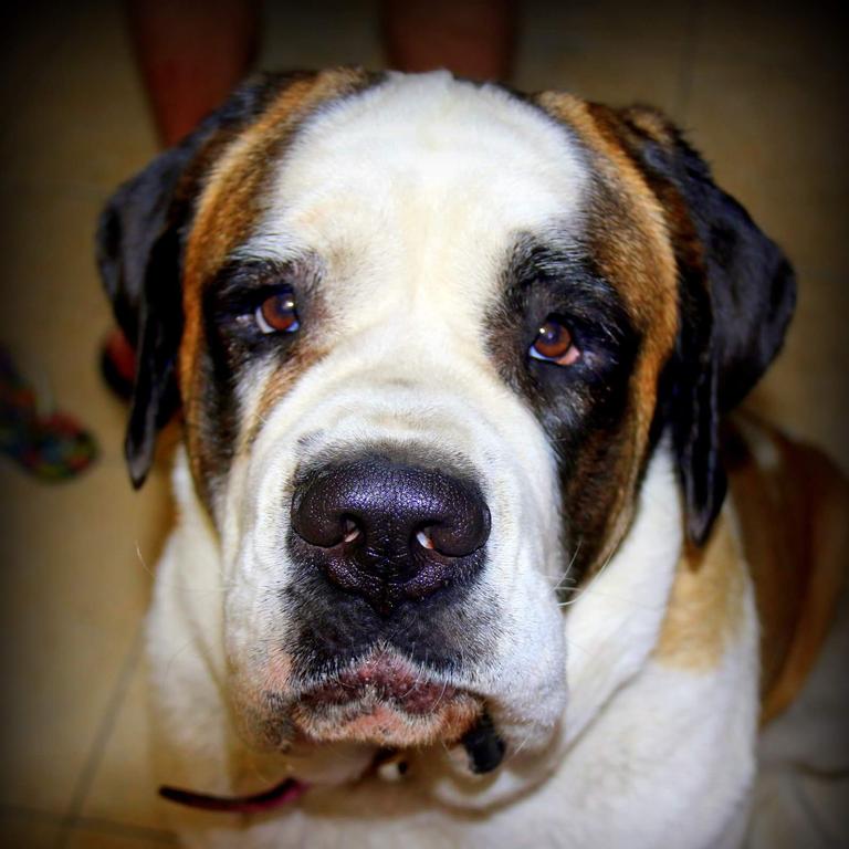 Izzy waiting for dinner and some inside time. Picture: Vicki Harris