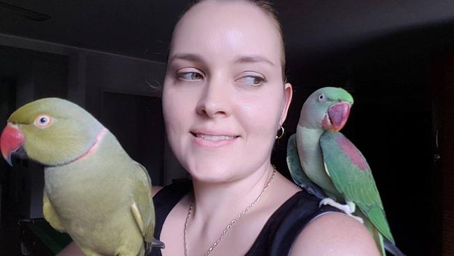 Pet parrot returned to Cairns home after bizarre bird swap | The Cairns ...