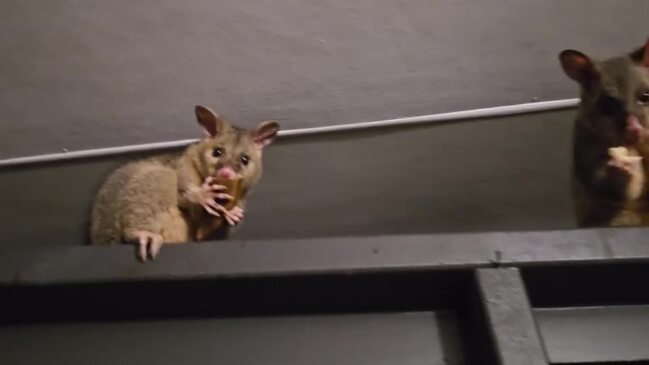 Possum invasion: Possum family take over garage