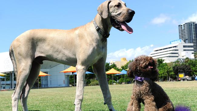 Great dane clearance standard poodle