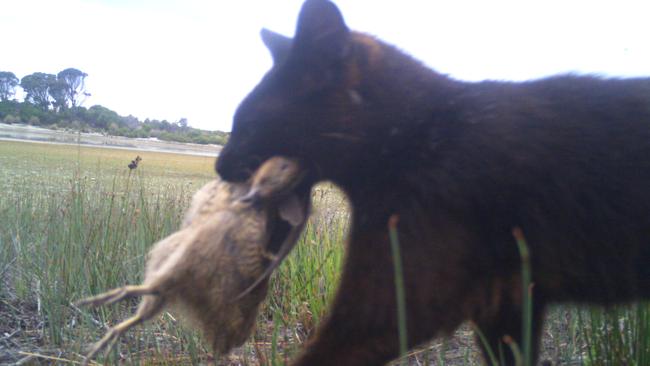 A feral cat takes another bird on lungtalanana or Clarke Island, in Bass Strait. Picture: Tasmanian Aboriginal Centre