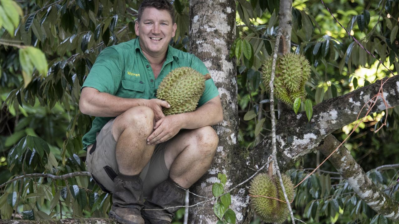 North Queensland durian fruit growers smell a boom coming | The Courier ...