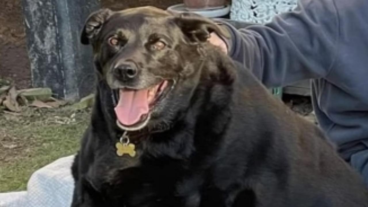Best food for overweight cheap labrador