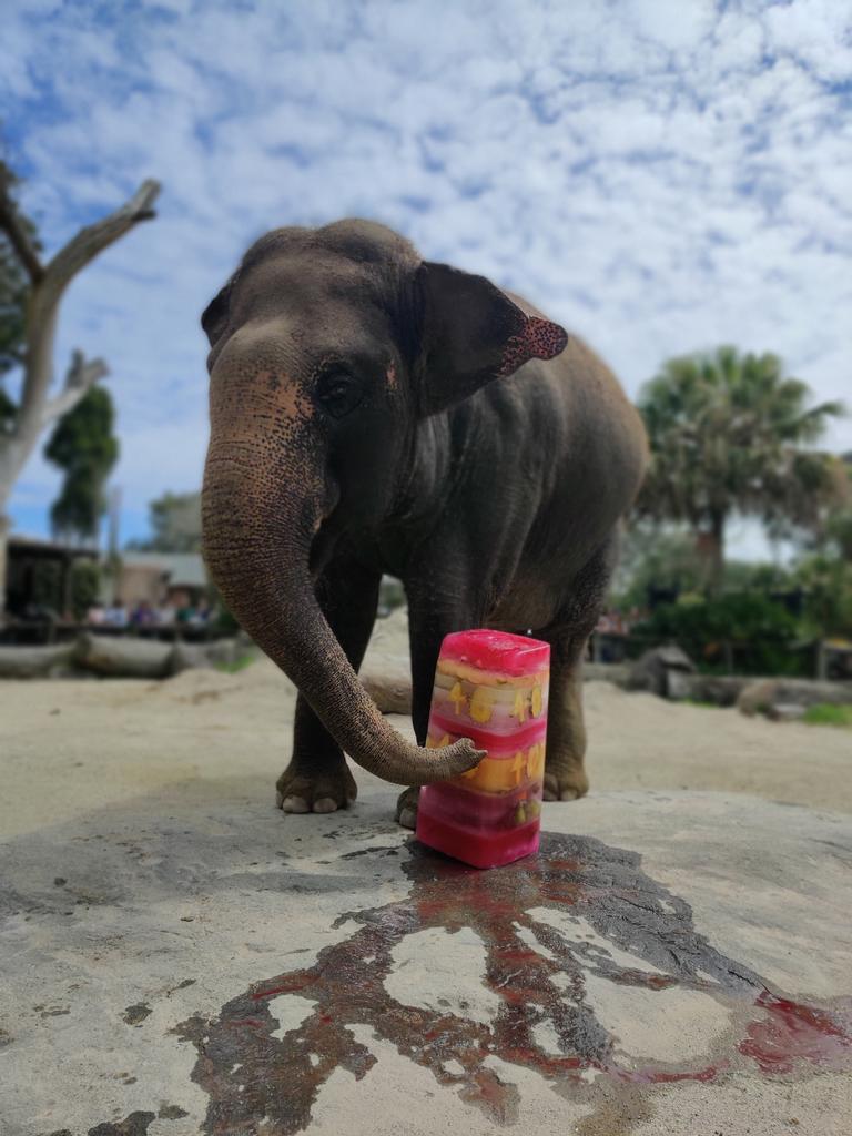 Auckland Zoo Elephant Burma. Picture: ZoosSA