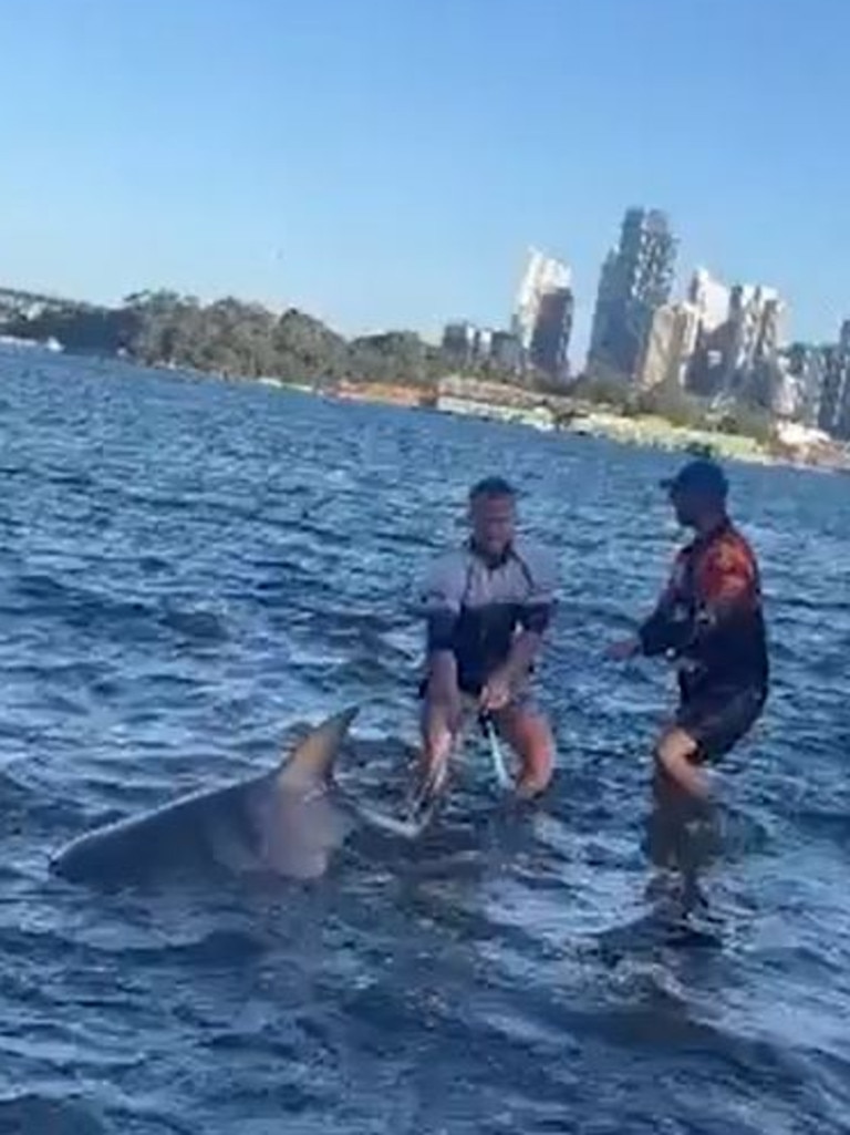 Mr Murray and a mate wrestled and tagged it, before setting the shark free. Picture: Channel 9.