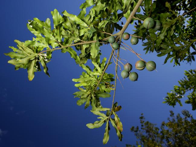 Wondaree Macadamias owner Greg O'Neill opened the farm in 1984 and have developed their own range of macadamia products. The Australian tree nut industry is booming. Picture: Marc McCormack