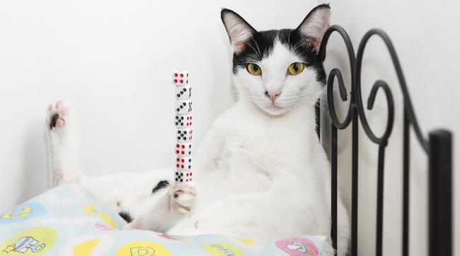 Bibi the cat prefers dice over mice. Picture: Guinness World Records