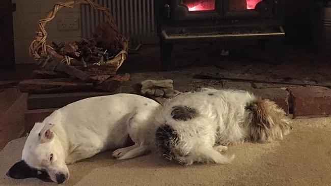 Labor MP Steve Herbert's dogs Patch (left) and Ted. Picture: Facebook