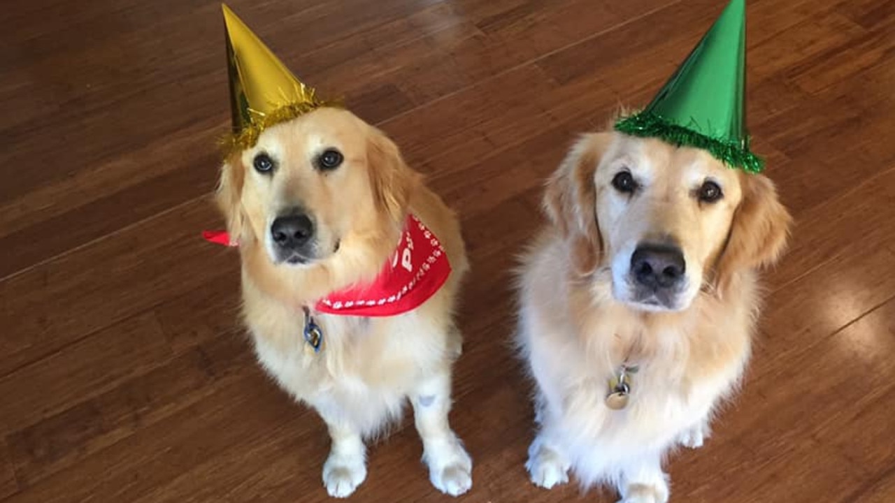 cute dogs in hats