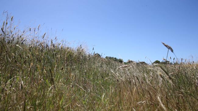 The ACT Government has promised to fund a one year a rapid mowing response pilot. Picture: Peter Ristevski