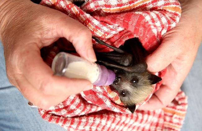 Caroline Clarence bottle feeds one of the grey headed flying foxes in her care. Picture: Justin Sanson