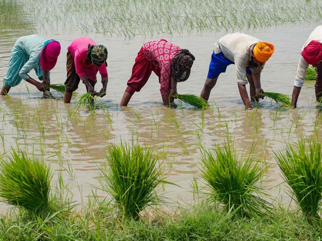 The world's biggest rice exporter, India, has banned some overseas sales of the grain. Picture: Narinder Nanu/AFP