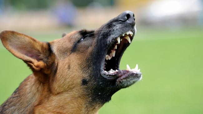 Generic dog attack picture. Three people have been injured after a dog bite incident at Morayfield.