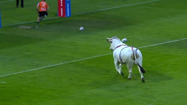 The bull got loose during a pre-game parade. Picture: Supplied