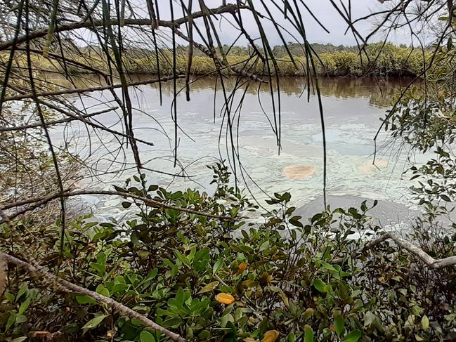 What looks like an oil slick on the surface of Belongil Creek has been confirmed to be marine blue green algae. Picture: Byron Shire Council