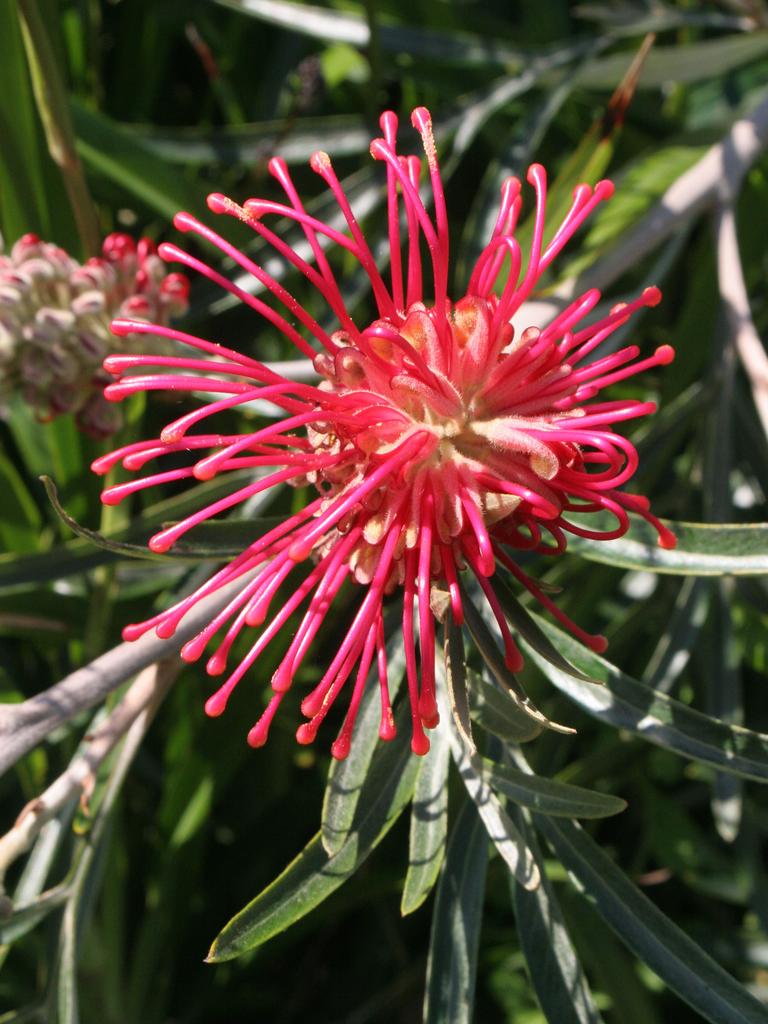 Hardy Australian native: Grevillea