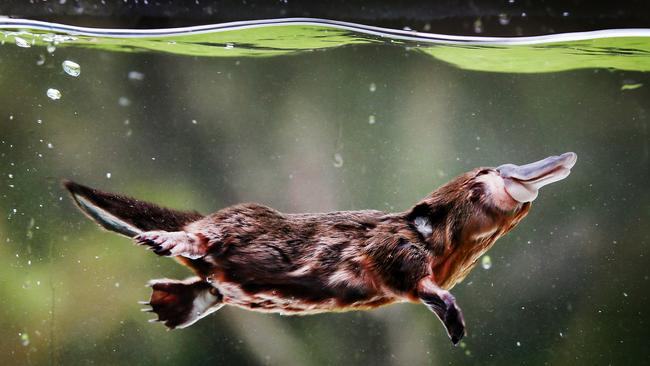 The platypus should benefit from the Jacksons Creek revegetation project. Picture: Peter Clark