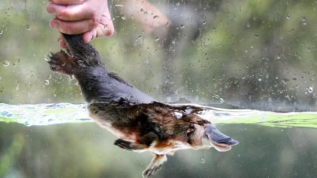 Most people are unaware a male platypus has a venomous spur on its hind leg. Picture: Peter Clark