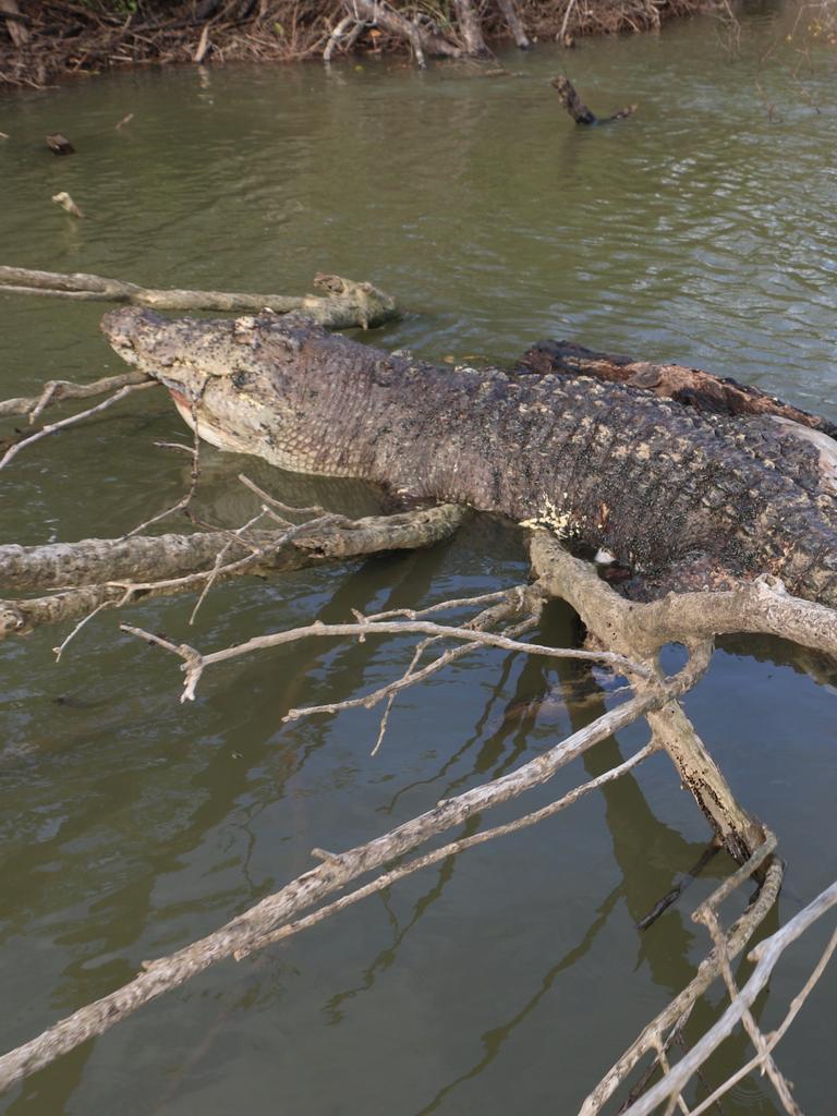 Queensland crocodiles: Hinchinbrook MP wants crocs culled | NT News