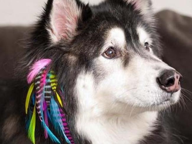 Hair extensions for dogs. It s a thing. news .au