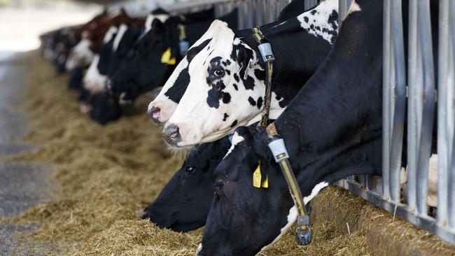 Cows are fed a Total Mix Ration on the Altmann family farm at Murray Bridge, SA.