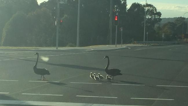 Resident Annette Stone’s photo of the family of swans crossing Narellan Rd at the traffic lights.