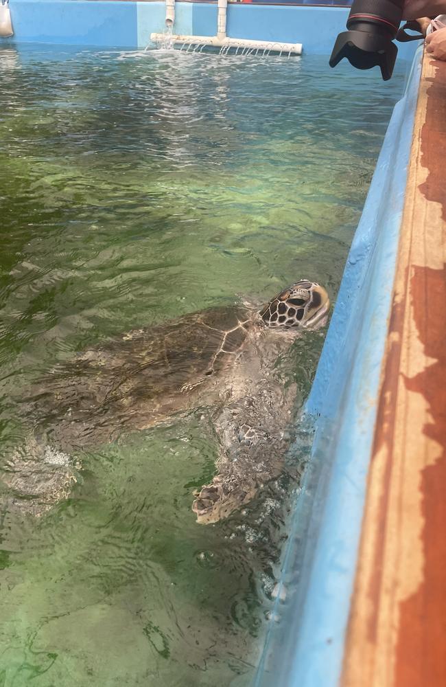 Mr Albanese met cute Tom the Turtle who was clearly sick of hearing about the election campaign. Picture: Supplied