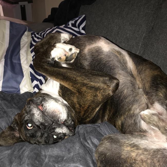 I am hooman! I also own the lounge. Picture: Sharon