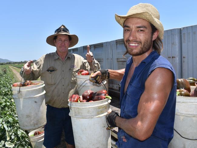 Bowen Gumlu Growers Association president Carl Walker and packer Kieren Field harvesting capsicums at Walker Farms on Tuesday, October 12, 2021. Picture: Kirra Grimes