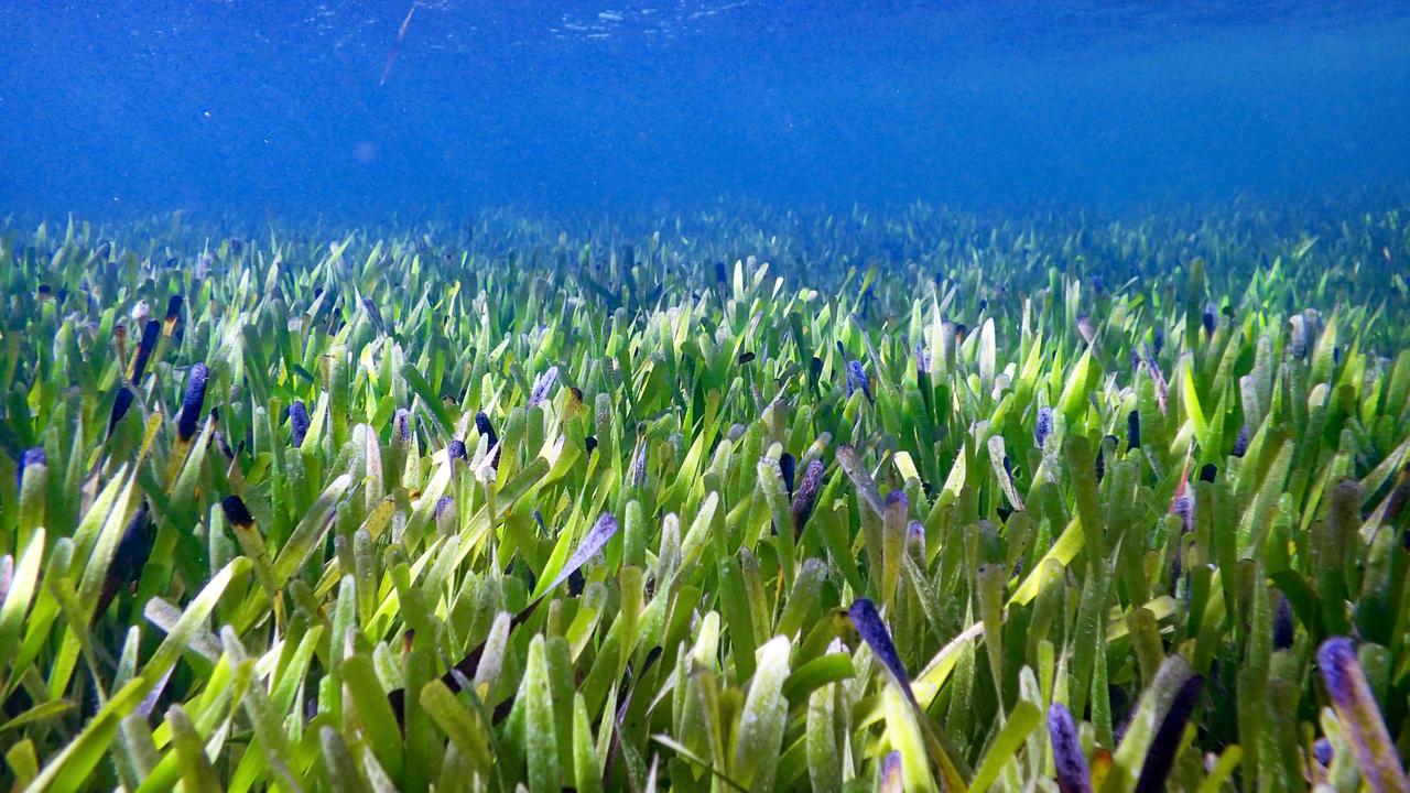 Australian researchers have discovered that the seagrass Posidonia australis in the shallows of WA’s Shark Bay is the largest plant on Earth. Picture: University of Western Australia
