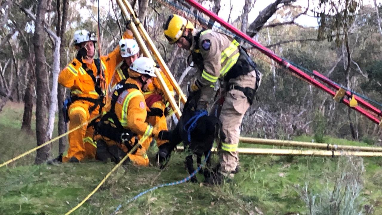 Marah the labrador pup was returned safe and well to her relieved family. Picture: Country Fire Authority