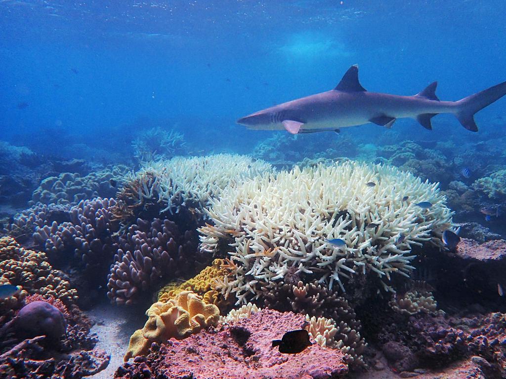 James Cook University professor Terry Hughes said a comprehensive survey last month found record sea temperatures had caused the third mass bleaching in just five years. Picture: James Cook University