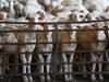 WA sheep farmer sentiment plummets