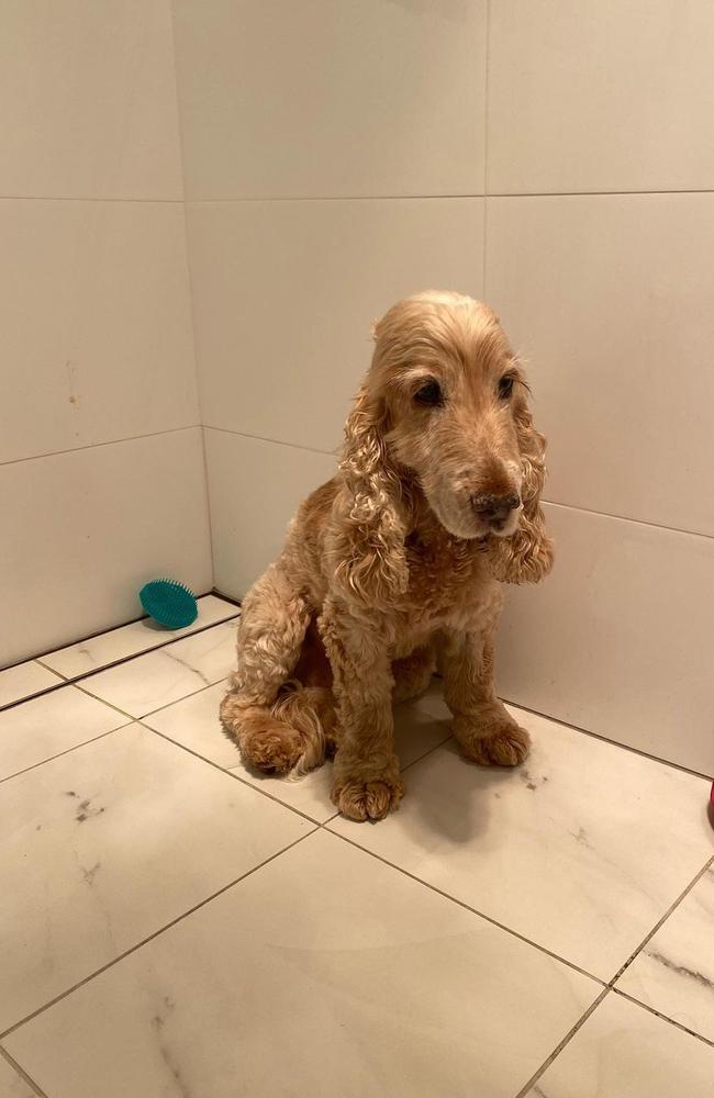 Abbie nicknamed the beloved pooch, ‘The Prince’. Picture: Instagram/abbiechatifeld